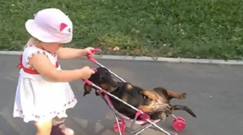 Видео про внучка. Коляска для таксы. Коляска для ребенка и собаки. Пёсик в коляске на прогулке. Собака ездит в коляске.